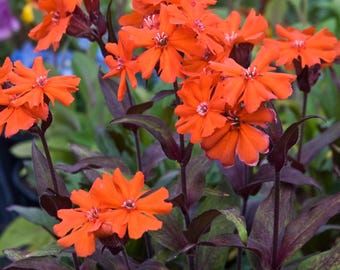 2 Live Lychnis Orange Gnome Perennial Plants Stunning Colors.