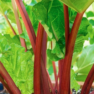 Victoria Rhubarb Perennial Starter Plant. Perfect time to plant for this season's harvest. Thank you.