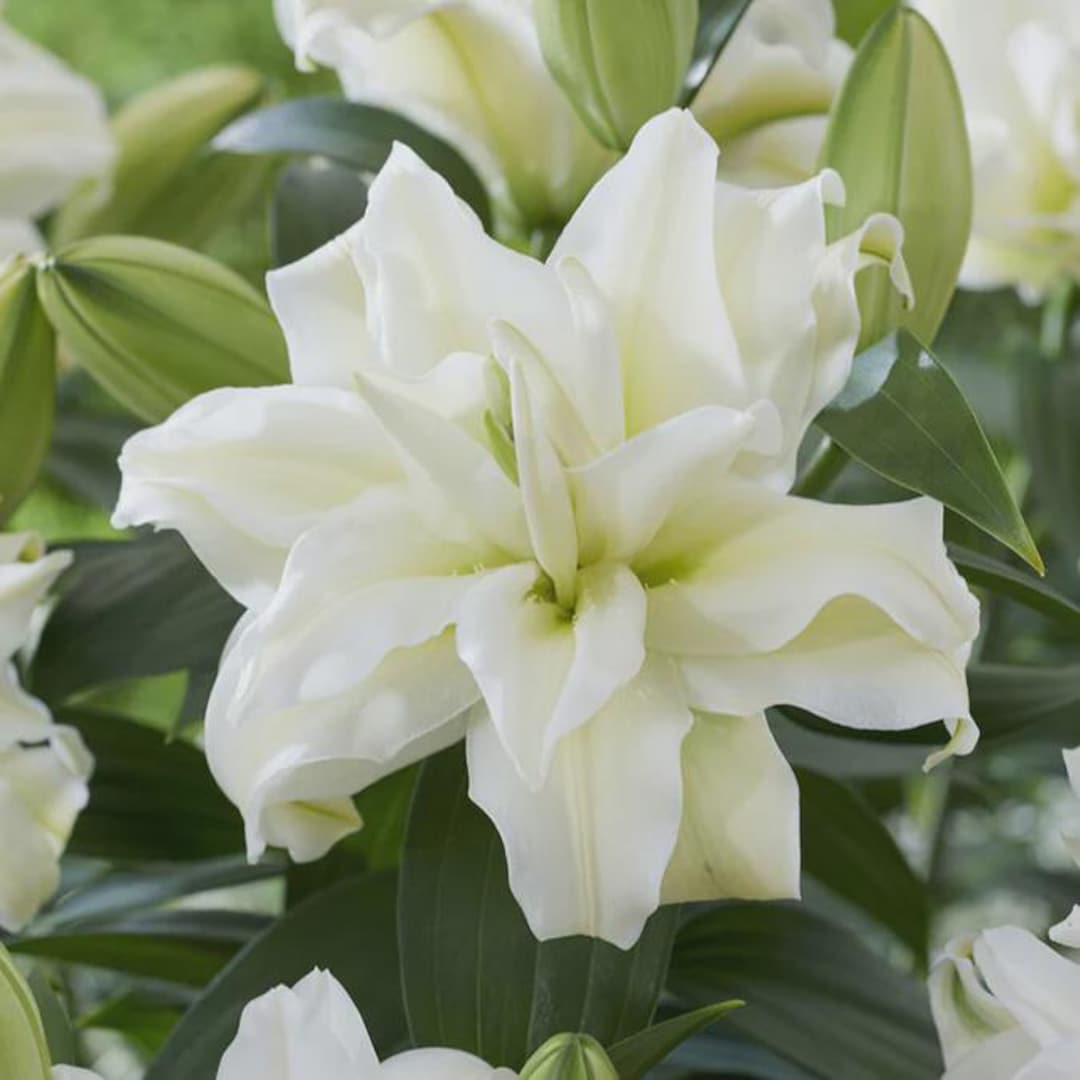 2 Lotus Dream Double White Lily Perennial Bulbs. Easy to