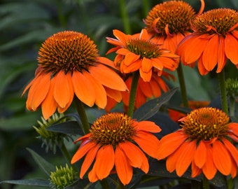 5 Echinacea Artisan Soft Orange Perennial Echinacea Coneflowers. Super Cool Colors. Attracts Butterflies and Hummingbirds