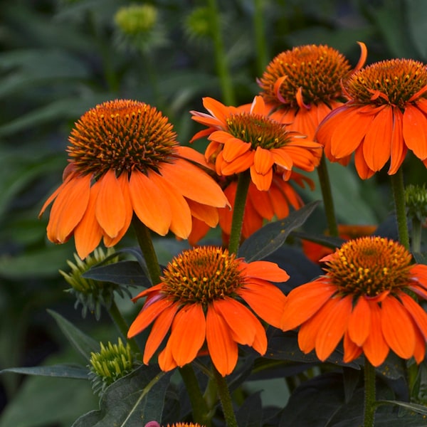 2 Echinacea Artisan Soft Orange Perennial Echinacea Coneflowers. Super Cool Colors. Attracts Butterflies and Hummingbirds