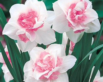 5 Double Pink Perennial Daffodils Bulbs. Perfect Time to Plant for Next Season's Blooms  Loves Sun  Super Easy to Grow