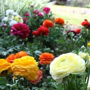 20 Ranunculus Aviv Mixture Healthy Corms - Cool Blooms in Various Colors. Loves Butterflies, Resists Critters. Easy to Grow. Loves Sun