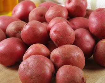 4 Mini Red Seed Potatoes. Ready to Plant. Will produce multiple potatoes this year. Easy to Grow.