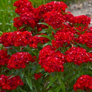 3 Live Dianthus barbatus 'Scarlet Fever' Perennial Plants. Perennial Sweet William. Loves Sun. Easy to Grow. Pollinator