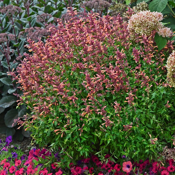 2 Live Agastache 'Peachie Keen' Anise Hyssop Perennials. Stunning Colors. Super Hardy.