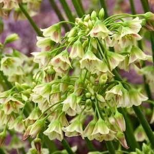 4 Allium Tall Nectaroscordum - Perennial Comes Back Every Year - 4 Big Healthy Perennial Bulbs - Attracts Butterflies, Critter Resistant