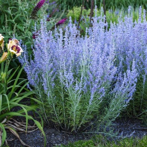 2 Live Perovskia atriplicifolia 'Blue Jean Baby' Starter Russian Sage Perennial Plants. Stunning colors Attracts Butterflies. Super Fragrant