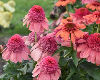 3 Rainbow Sherbet Live Echinacea Perennial Plants. Love Sun. Attracts Butterflies and Hummingbirds