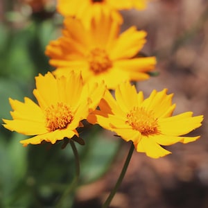 May include: Close-up of bright yellow flowers with multiple petals and a textured center. The flowers are in focus, with others slightly blurred in the background. The image captures the natural beauty of the blooms.