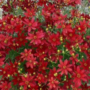 2 Live Coreopsis Hot Paprika Perennials. Loves Sun. Super Easy to Grow. Attracts Butterflies and Hummingbirds. Stunning Colors.