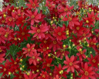 2 Live Coreopsis Hot Paprika Perennials. Loves Sun. Super Easy to Grow. Attracts Butterflies and Hummingbirds. Stunning Colors.