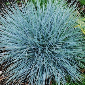 May include: A close-up of a blue fescue grass plant. The plant has long, thin, blue-green blades that radiate outwards from the center, creating a dense, rounded shape. The grass is set against a backdrop of green grass and soil.