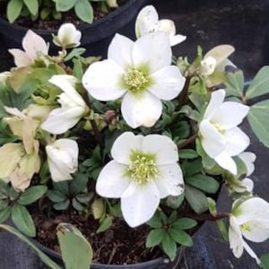 Lenten Rose Mont Blanc Rare Flowering Perennial Live Plant Lenten Rose Great Roots