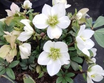 Lenten Rose Mont Blanc Rare Flowering Perennial Live Plant Lenten Rose Great Roots