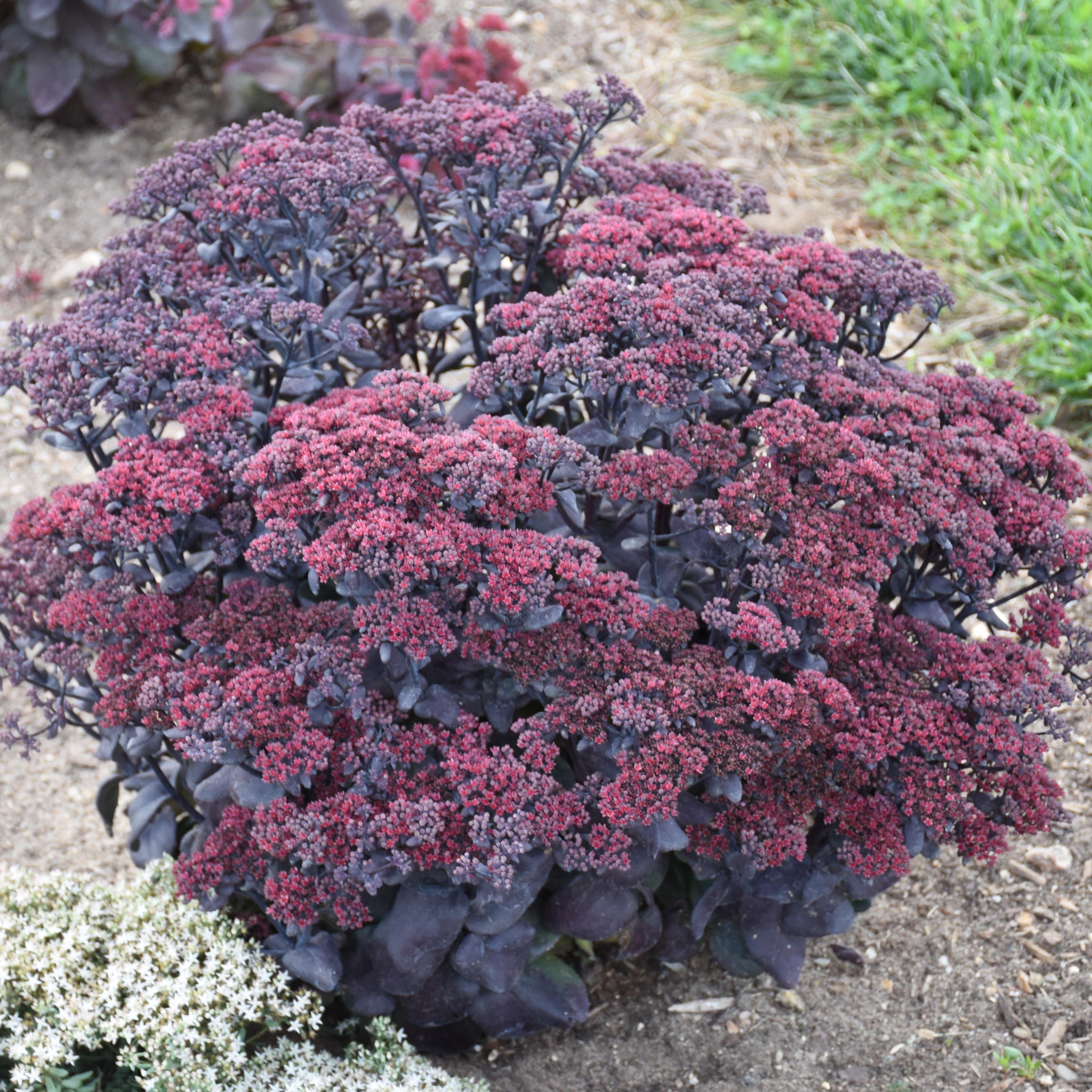 Sedum After Dark Perennial Succulent. Super Healthy and Ready to Plant. Shipped dormant and bareroot.