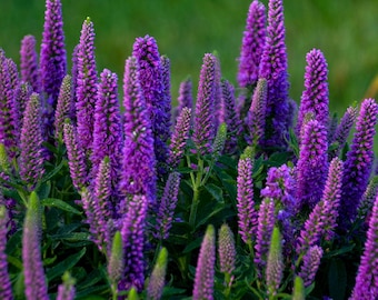 3 Live Veronica Purple Illusion Starter Spike Speedwell Perennial