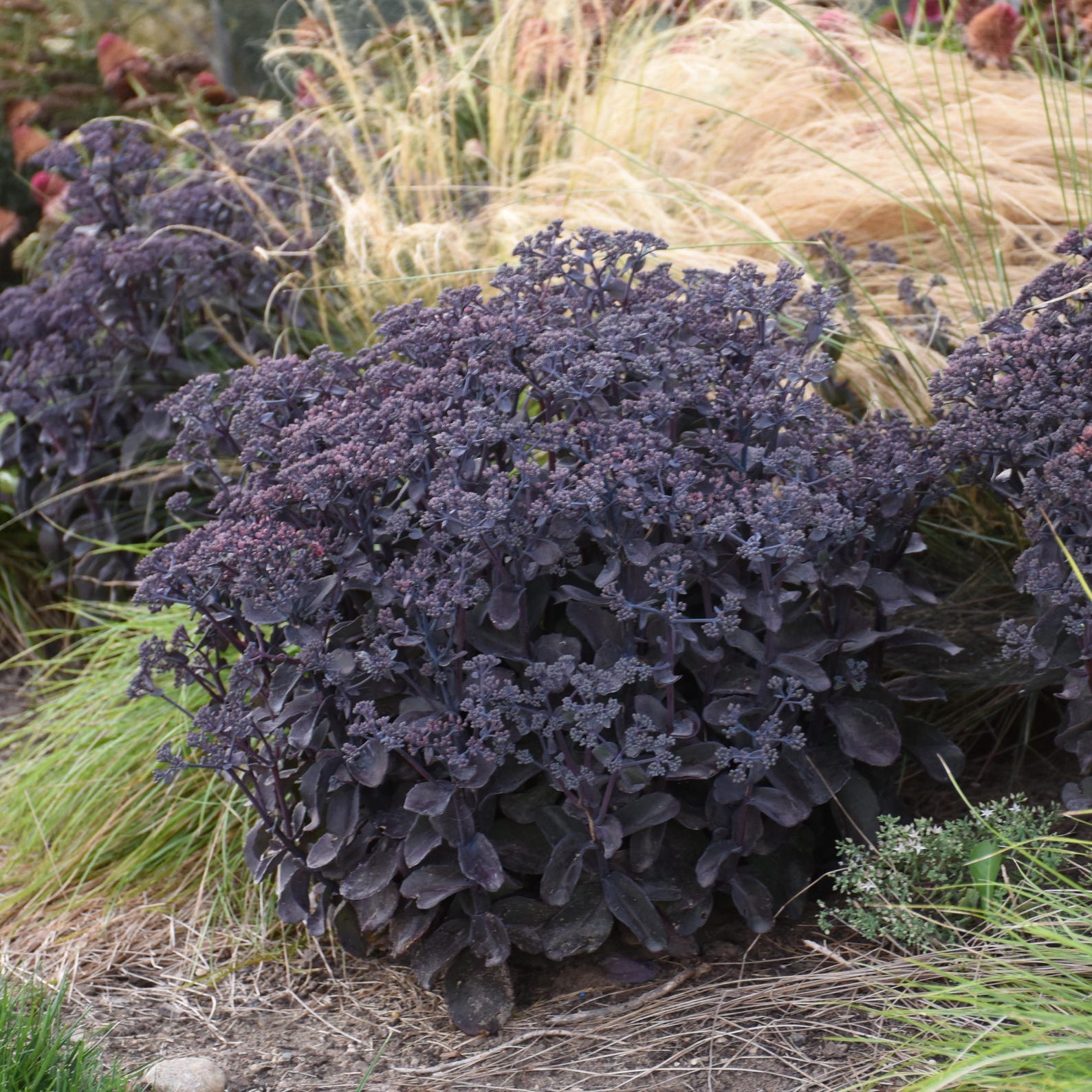 9+ Black Perennial Plants Back in Black Perennial Succulent. Super Healthy and Ready to Plant