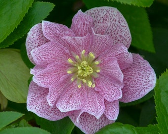 Wedding Crasher Lenten Rose. Stunning Perennial. Perfect time to plant