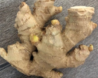 2 Ginger Roots. Easy to Grow. Or use now. Loves Sun.