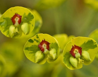 Phenomenal Euphorbia Ascot Rainbow, Add Sizzle to your Garden! 1 Live Plant. Loves the Sun and is Deer Resistant. Unique Perennial!