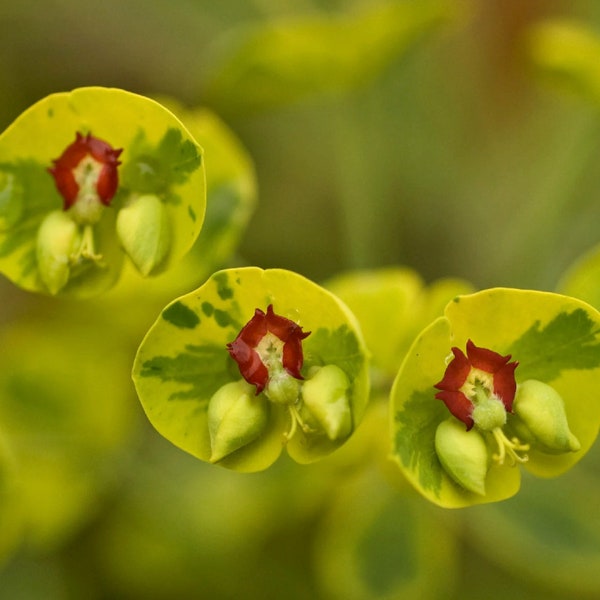 Phenomenal Euphorbia Ascot Rainbow, Add Sizzle to your Garden! 1 Live Plant. Loves the Sun and is Deer Resistant. Unique Perennial!