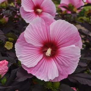 Also know as Tree Mallow  /"COOL BEANS N SPROUTS/" Brand Rose Mallow Flower Seeds