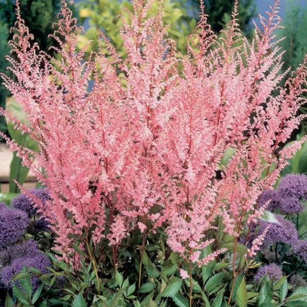 Pink Astilbe Perennial. Loves Shade. Super Easy to Grow. Comes back every year. Shipped bareroot and ready to plant