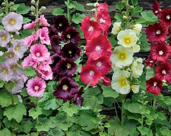 2 Alcea Mixed Hollyhock Live Perennial Plants. Super Hardy. Multiple Leaves. Ready to Plant