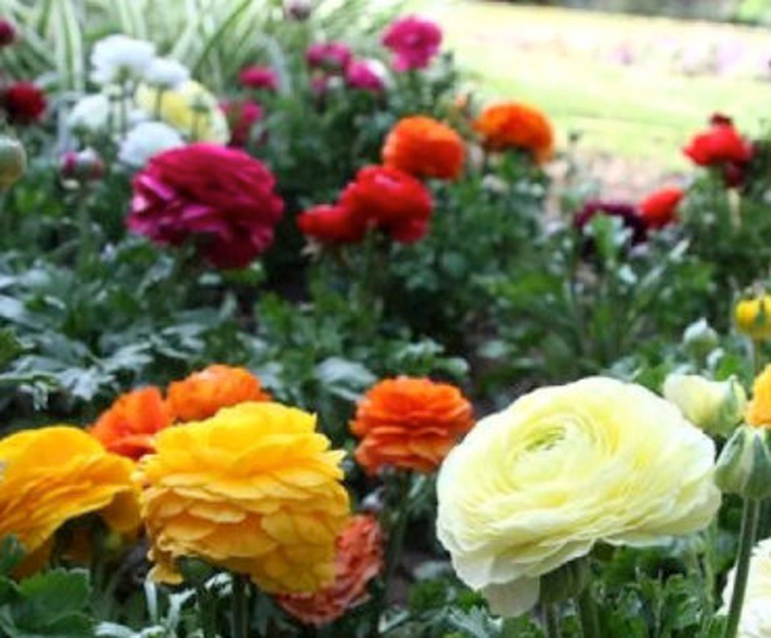5 Jumbo Healthy Corms Ranunculus Stunning and Vibrant Mixed Colored ...