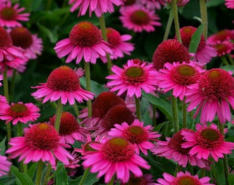 3 Delicious Candy Live Echinacea Perennial Plants. Love Sun. Attracts Butterflies and Hummingbirds. Shipped trimmed for planting.