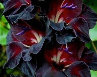 8 Gladiolus At Night Bulbs. Perfect Time to Plant for Spring Blooms  Loves Sun  Super Easy to Grow