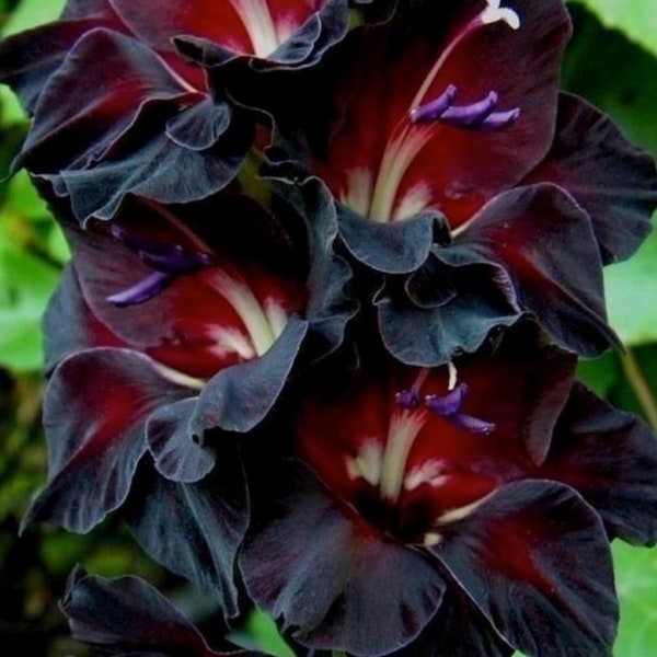 5 Gladiolus At Night Bulbs. Perfect Time to Plant for Spring Blooms  Loves Sun  Super Easy to Grow
