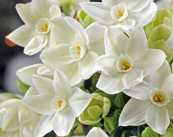 3 Paperwhite Narcissus Bulbs. Super Fragrant. Stunning Blooms. Perfect to plant outside or force inside