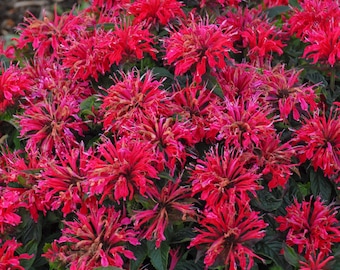 3 Live Berry Monarda Starter Beebalm Perennial Plants. Ships Today. Attracts Butterflies