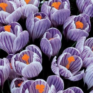 10 Purple Passion Giant Perennial Crocus Bulbs Large Flowering &#39;Stunning Colors Deer Resistant  Spring Flowers Grow Outside or Force Inside.
