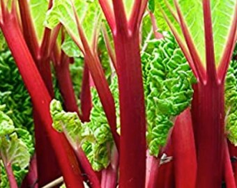 Rhubarb Special. 3 Crowns. Soak 1 Hour. Plant 3 inches deep. Loves Sun.