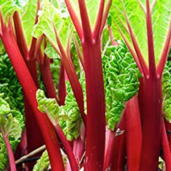 Rhubarb Special. 3 Crowns. Soak 1 Hour. Plant 3 inches deep. Loves Sun.