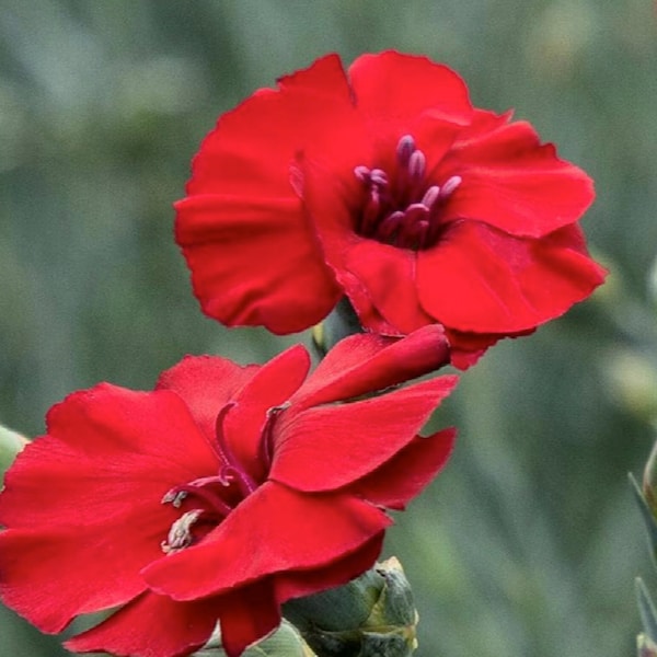 3 Live Dianthus Cherry Pie Perennial Plants. Loves Sun. Easy to Grow. Pollinator. Yes you'll receive 3 live plants