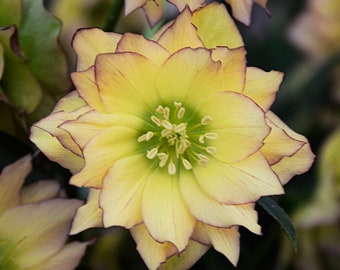2 Lenten Rose First Dance Sunshine Yellow Rare Flowering Perennial Live Plant Lenten Rose