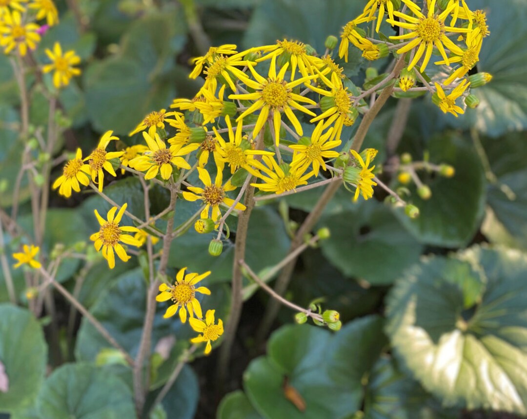 Ligularia Tractor Seat Live Perennial Plants. Ready for Your Garden