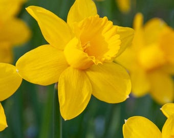 5 Large Trumpet Daffodil Perennial Bulbs. Huge Blooms. Comes Back Every Year. Super Easy to Grow. Great for Cut Flowers