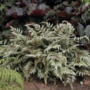 Athyrium niponicum &#39;Pictum&#39; Live Japanese Painted Fern Perennial. Cool Colors. Large Healthy Plant. Shipped trimmed