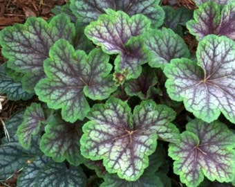 2 Green Spice Heuchera. Loves Shade. Easy to grow