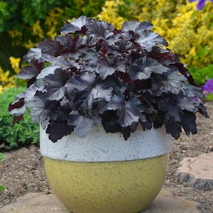 3 plantas jóvenes de Heuchera 'Black Pearl' (perla negra). Colores impresionantes. Súper sanas. Listas para tu jardín.