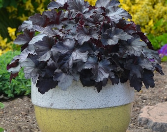 3 Heuchera 'Black Pearl' Live Starter Perennial Plants. Stunning Colors. Super Healthy. Ready for your Garden