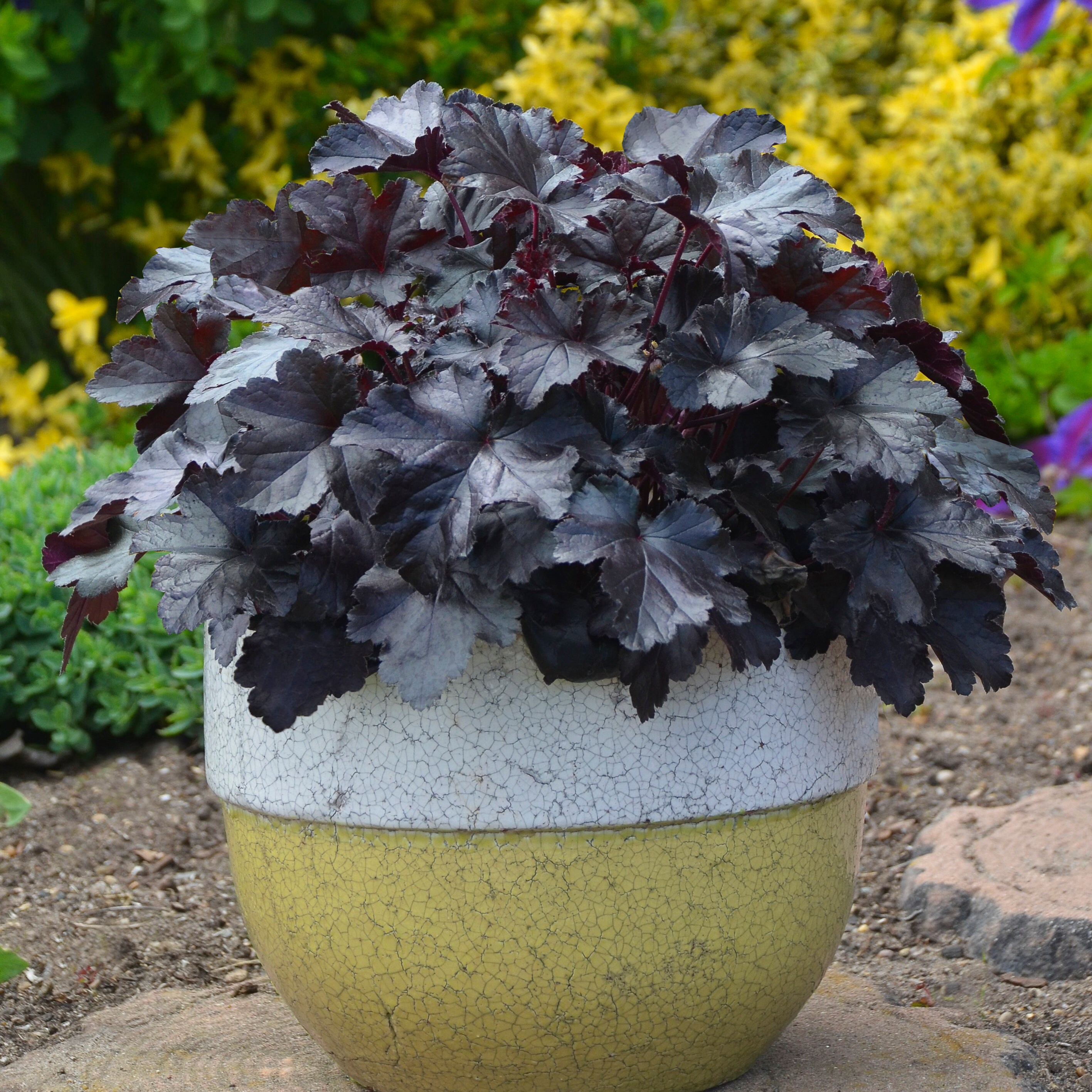 6 heuchera 'black pearl' live starter perennial plants. stunning colors.  super healthy. ready for your garden