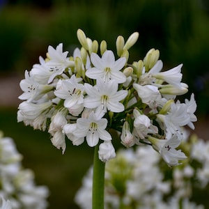 May include: A cluster of white Agapanthus flowers in full bloom, showcasing delicate, star-shaped petals. The flowers are clustered atop a long, green stem, with unopened buds visible. The background is a soft, blurred green.