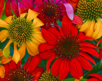 2 Echinacea Cheyenne Spirt Perennial Echinacea Coneflowers. Super Cool Colors. Attracts Butterflies and Hummingbirds. Shipped trimmed.