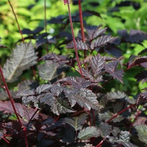 Root Beer Float Astilbe Perennials. Loves Shade. Super Easy to Grow. Comes back every year.